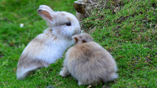 Kaninchen (12).jpg